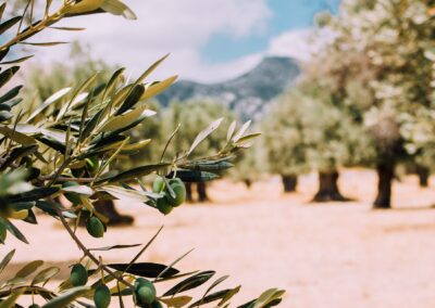 olive